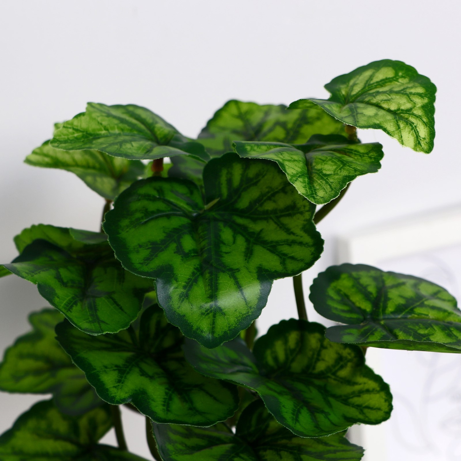 Бонсай в горшке "Алоказия круглолистная" 9,5х27 см   10084586