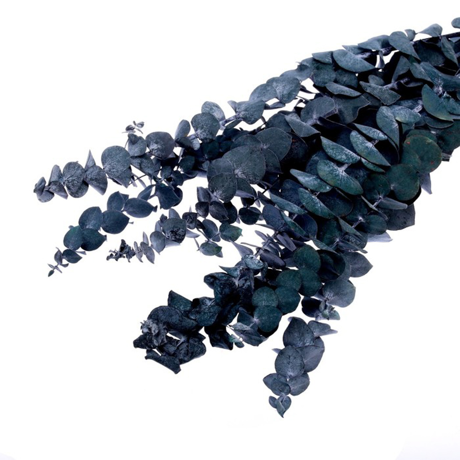 Сухоцвет Эвкалиптовое дерево, голубой, 10 шт в упаковке   7749571 Сухоцвет Эвкалиптовое дерево, голубой, 10 шт в упаковке   7749571