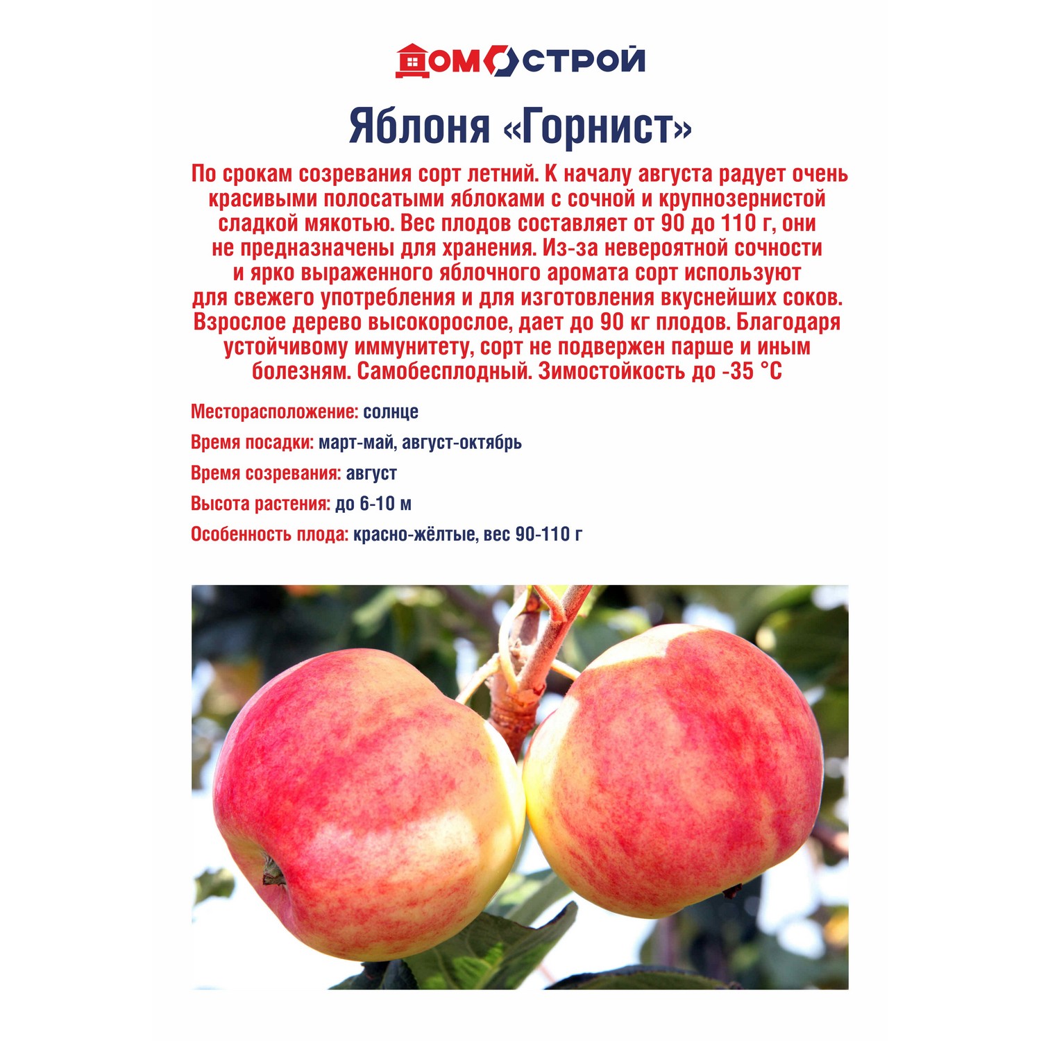 Яблоня Горнист