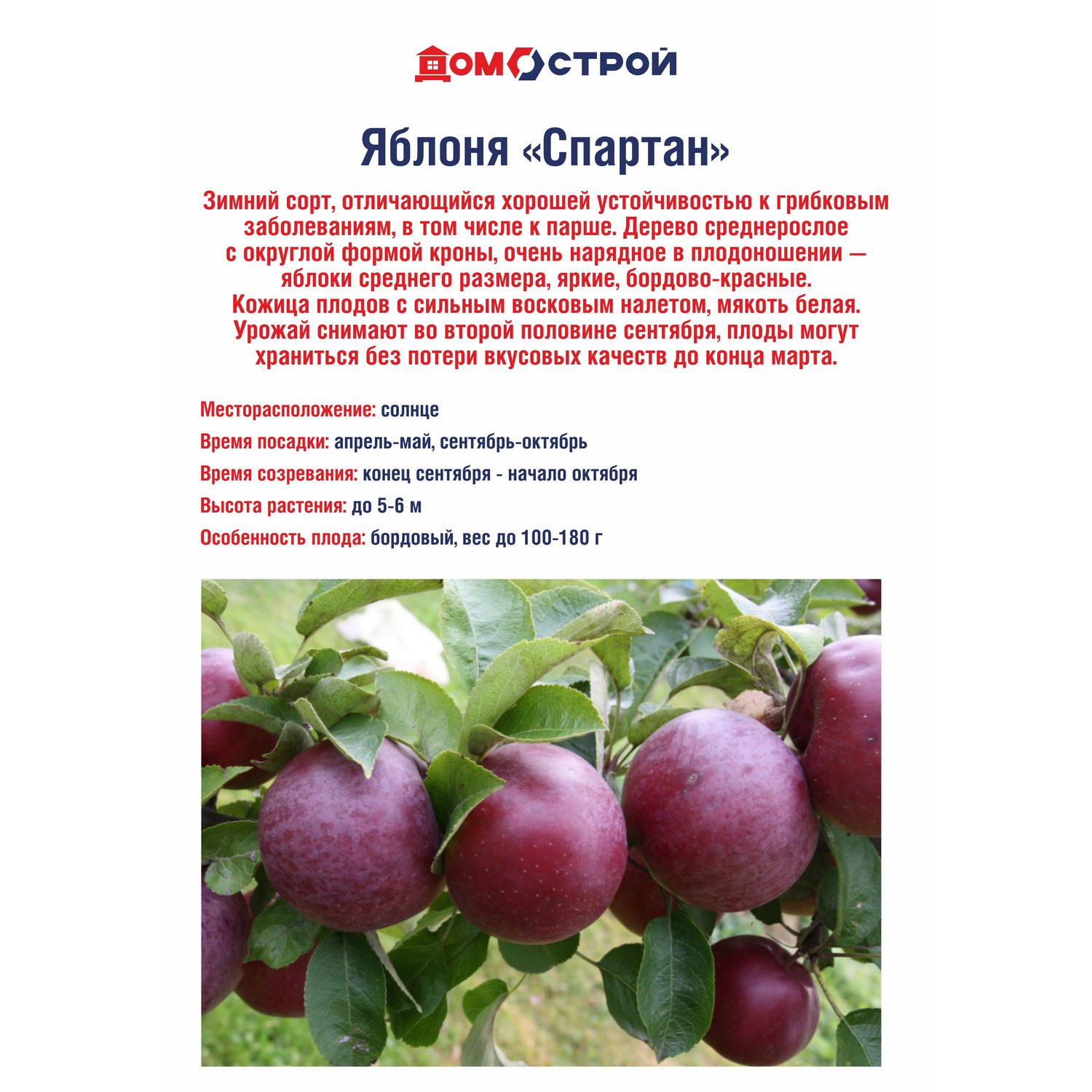 Яблоня Росток «Спартан»