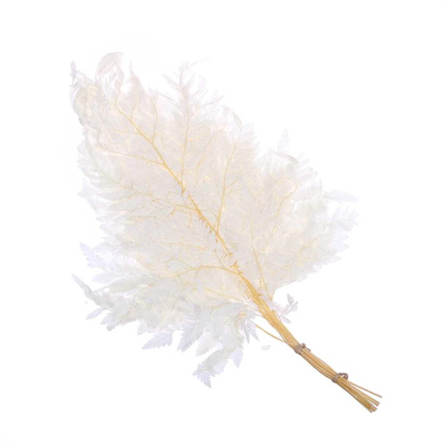 Сухоцвет Папоротник, белый, 10 шт в упаковке    7749554
