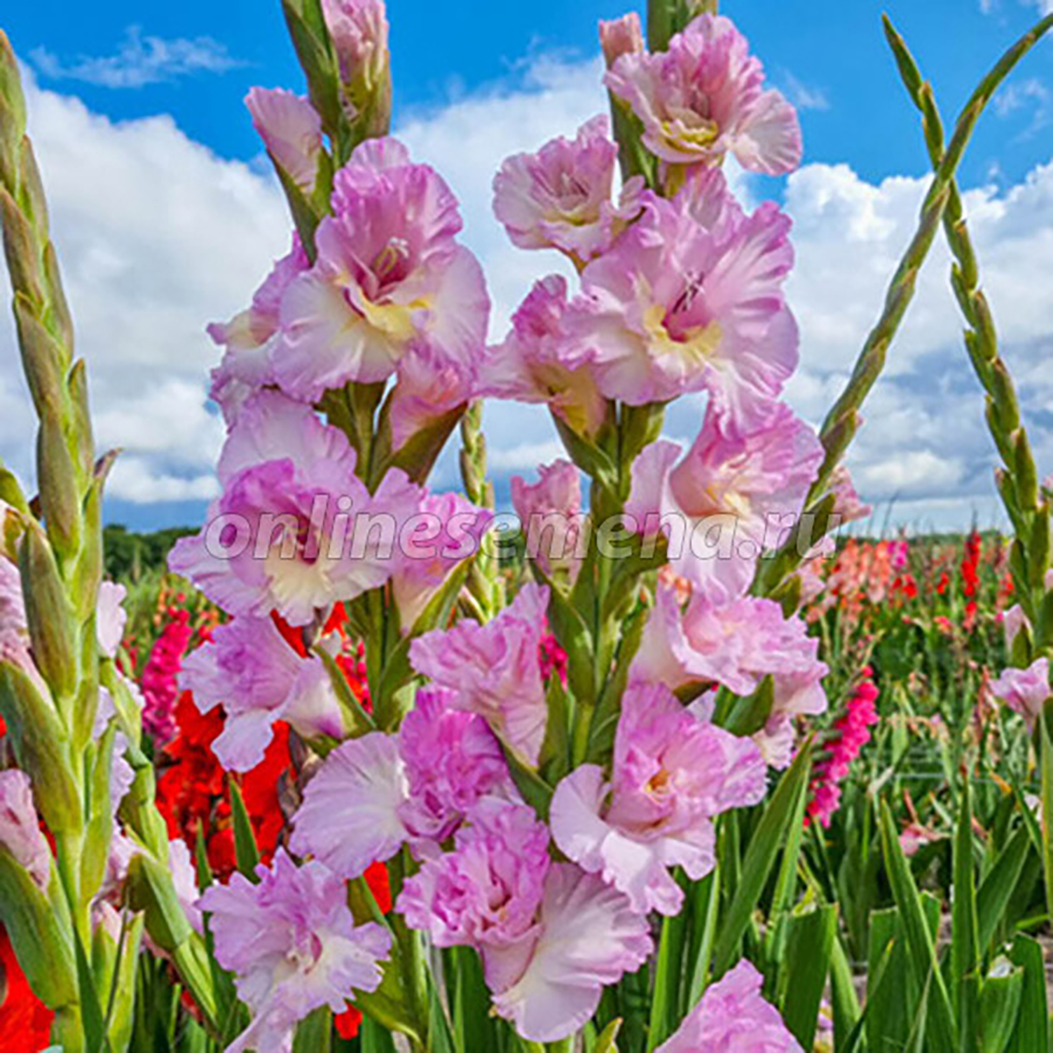 Гладиолус Маджента Принцесс 12-14/К 5шт Гладиолус Маджента Принцесс 12-14/К 5шт