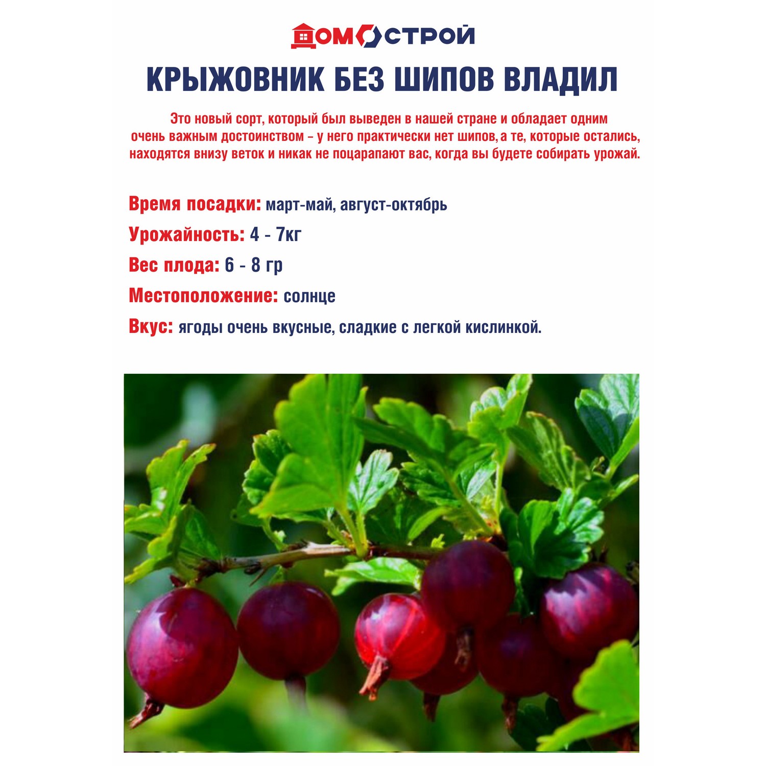 Крыжовник без шипов Владил