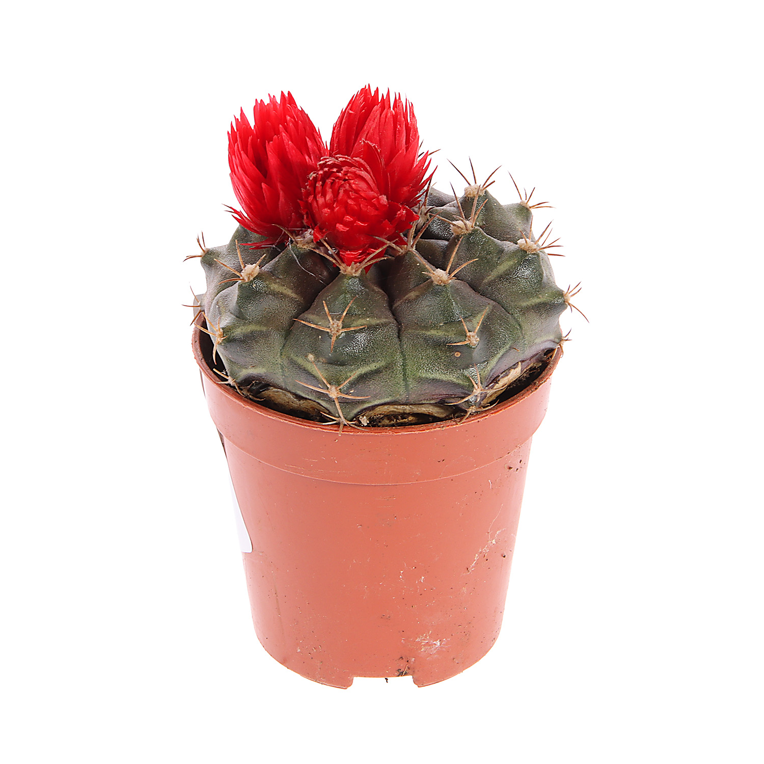 Кактус микс с сухоцветами D6 H8* 1/20