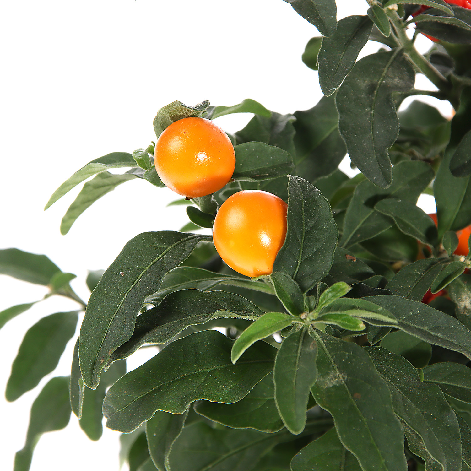 Солянум D11 H20 *1/12