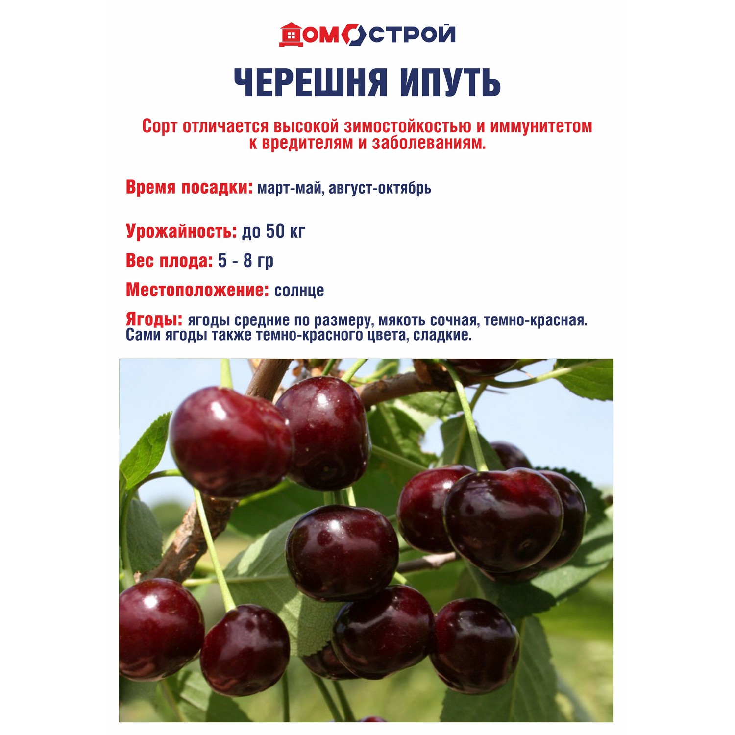 Черешня Ипуть Саженец 2 года Высота саженца  90-110см