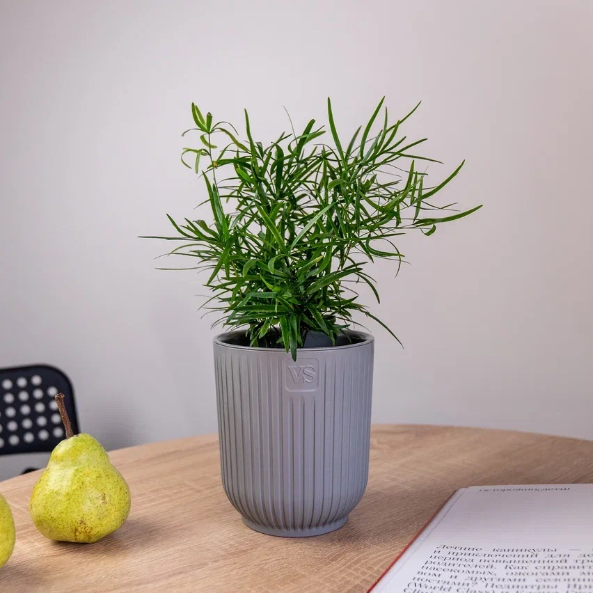 Кашпо пластм. "Эйва" 2,4л d верха 150мм h170мм со вставкой Серый АМО-2,4-03 ("VipSet") *1/12 Кашпо пластм. "Эйва" 2,4л d верха 150мм h170мм со вставкой Серый АМО-2,4-03 ("VipSet") *1/12