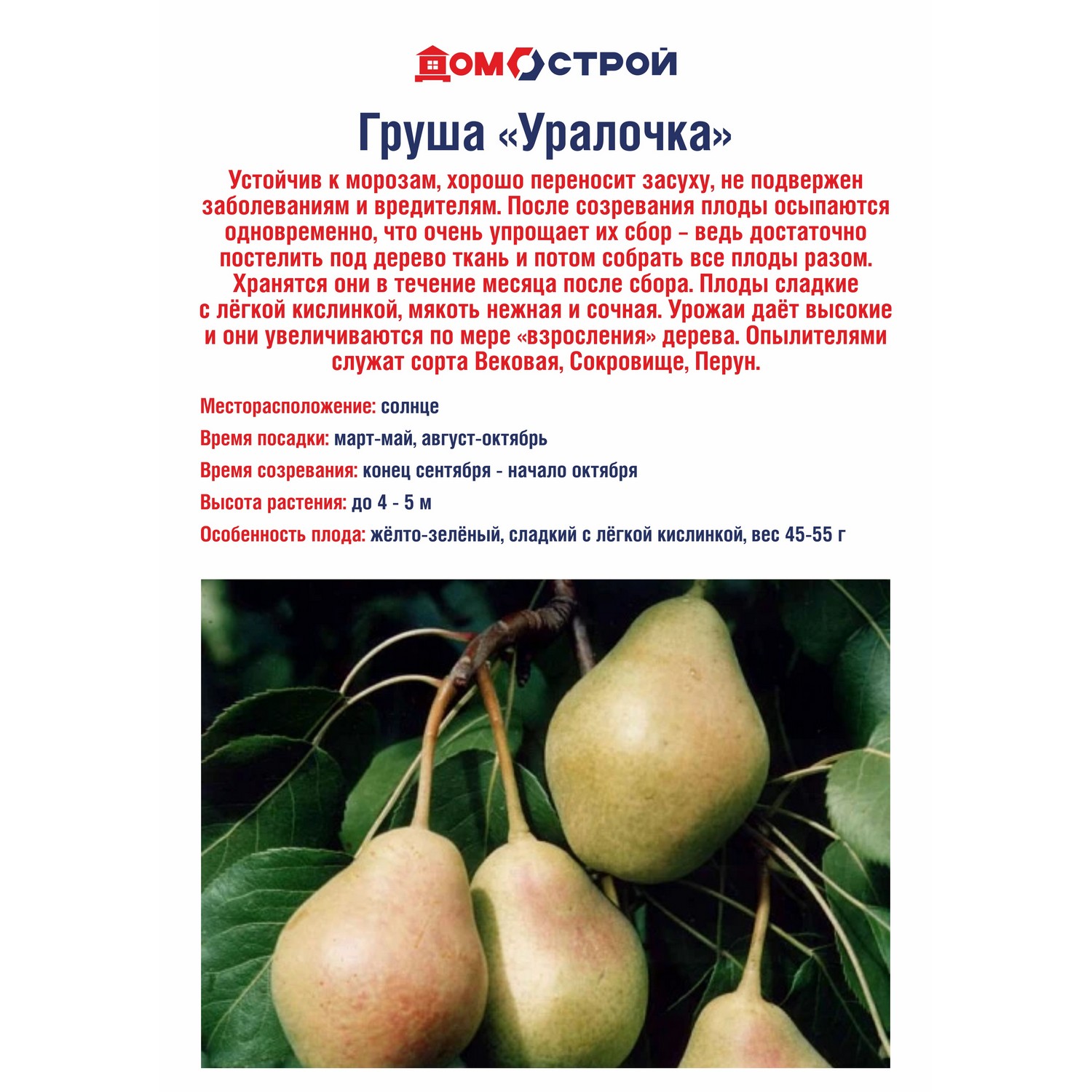 Груша Уралочка