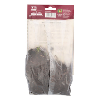 Флокс метельчатый Юник Ред 1шт