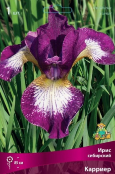 Ирис сибирский КарриерК