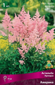 Астильба Арендса Америка/К