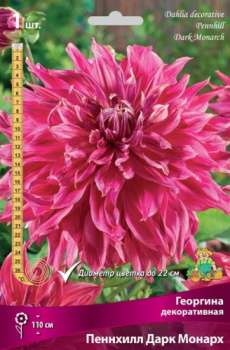 Георгина декоративная Пеннхилл Дарк Монарх I/К