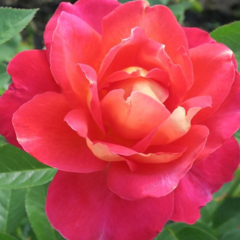 Роза парковая Декор Арлекин