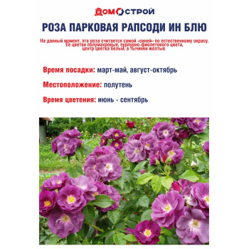 Роза парковая Рапсоди ин Блю