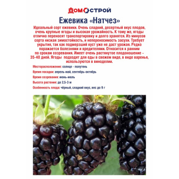 Ежевика Натчез