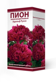 Пион молочноцветковый Адольф Руссо 2-3/Кор