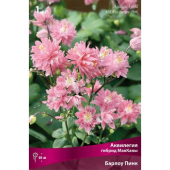 Аквилегия гибрид МакКаны Пинк БарлоуК