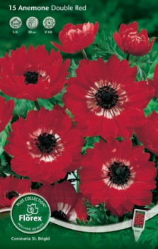 Анемона махровая РедК 10шт