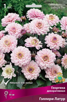 Георгина декоративная Гэллери Латур IК