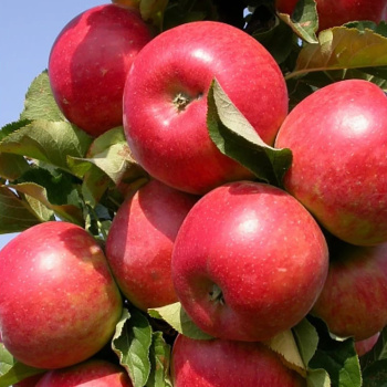 Яблоня колоновидная Московское ожерелье