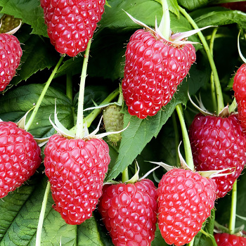 Малина ремонтантная Брянское Диво