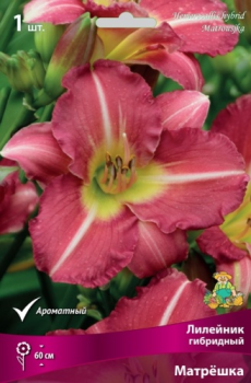 Лилейник гибридный Матрешка /1 шт