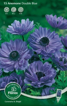 Анемона махровая БлуК 10шт